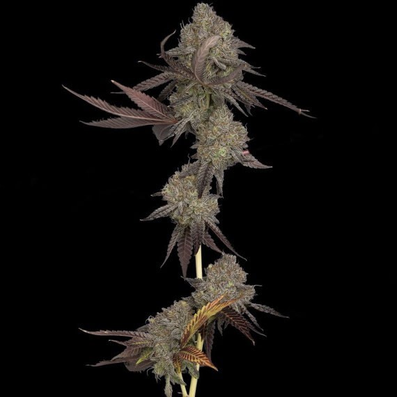 DNA Cake Auto Autoflower by DNA Genetics