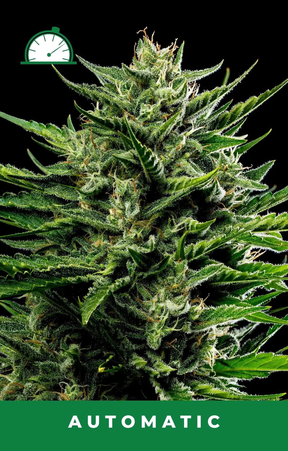 Emerald Fire OG Auto Autoflower by Humboldt Seed Company