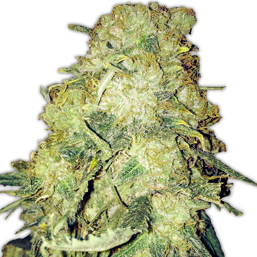 Goldmine Feminized by Heavyweight Seeds