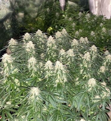 Auto Critical XXL