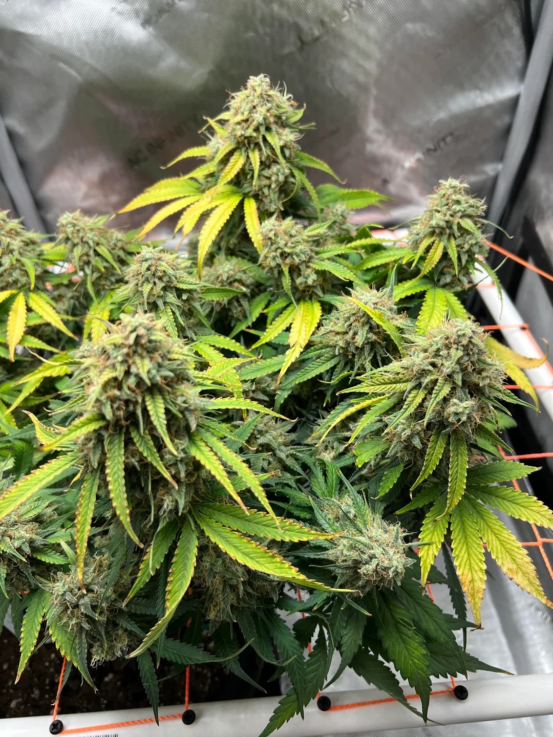 Auto Gelato 65 days