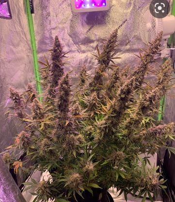 Auto Sour Zkittlez