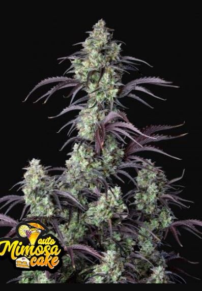 Mimosa Cake Auto