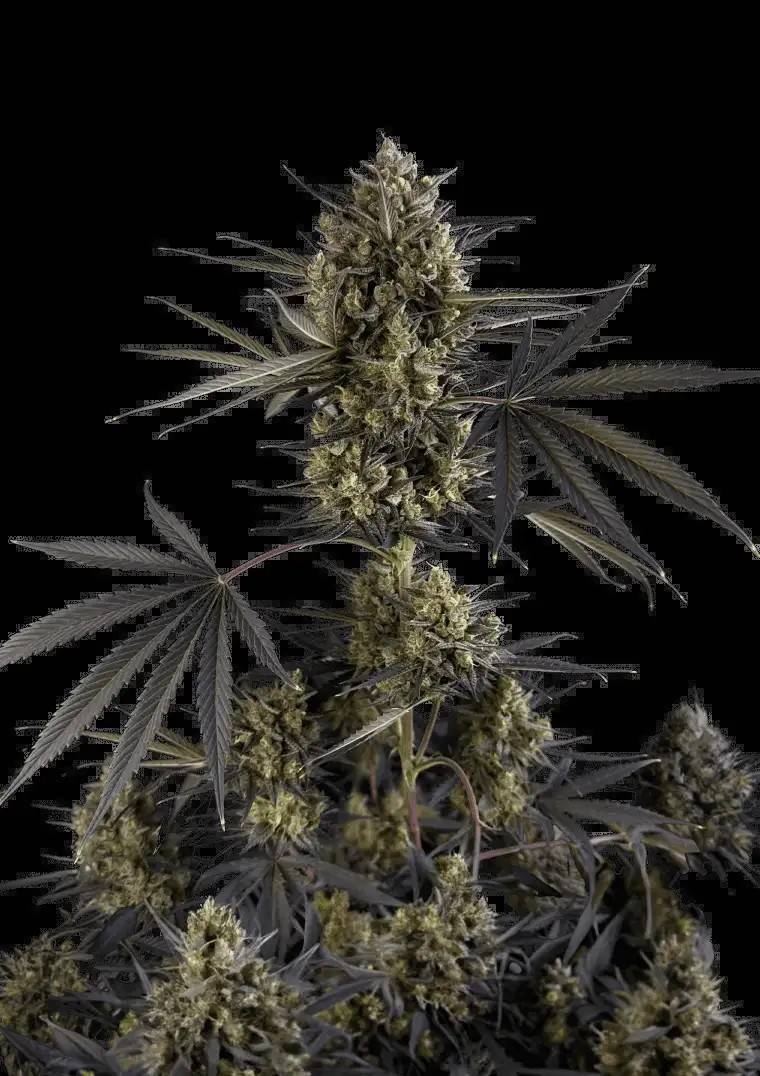 London pound cake auto