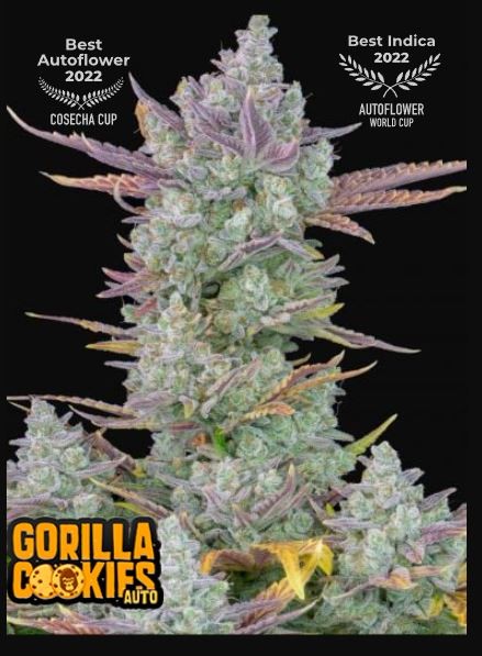 Gorilla Cookies Auto