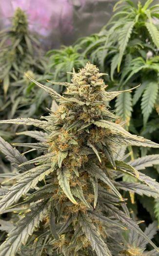 Auto Wedding Cake