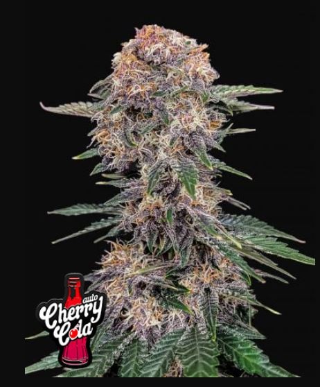 Cherry Cola Auto