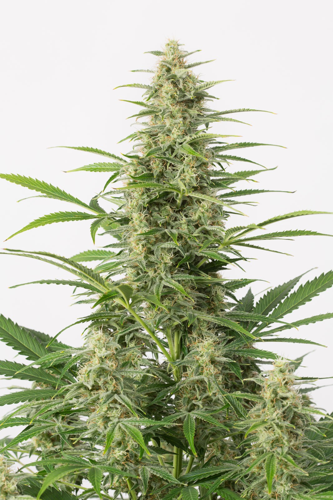 Auto Sour diesel