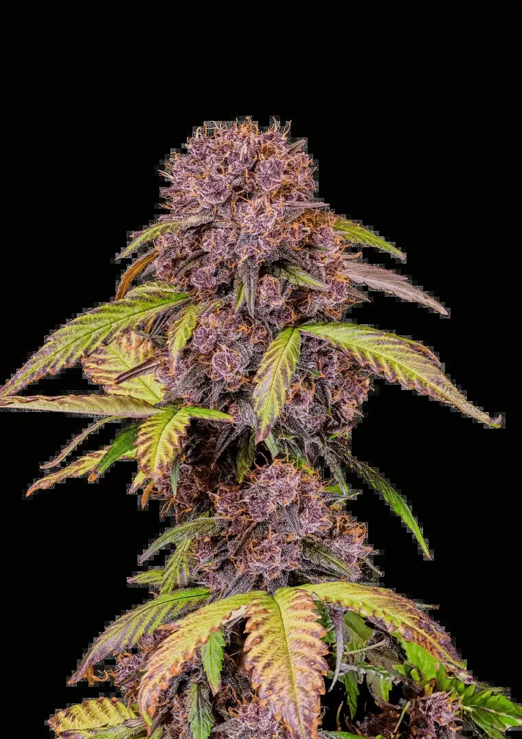 Lemon cherry cookies