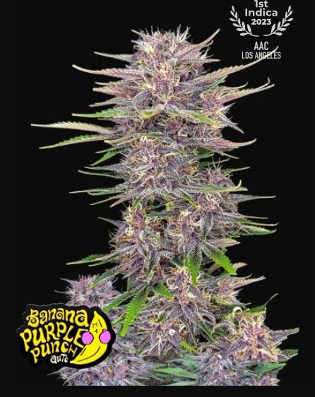 Banana Purple Punch Auto