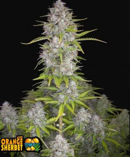 Orange Sherbet Auto