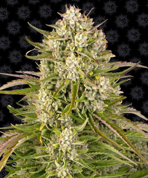 Wedding Cake Auto
