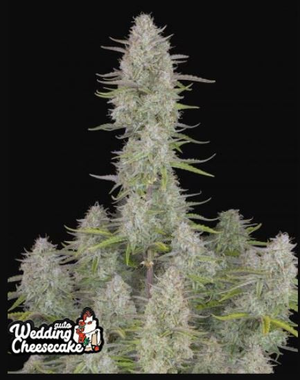 Wedding Cheesecake Auto