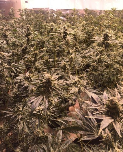 Auto Gorilla Glue #4