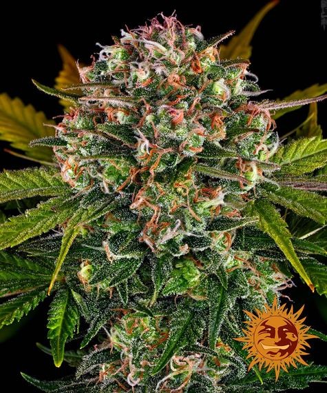 Strawberry Cheesecake Auto
