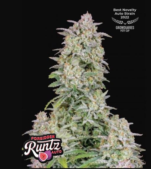 Forbidden Runtz Auto