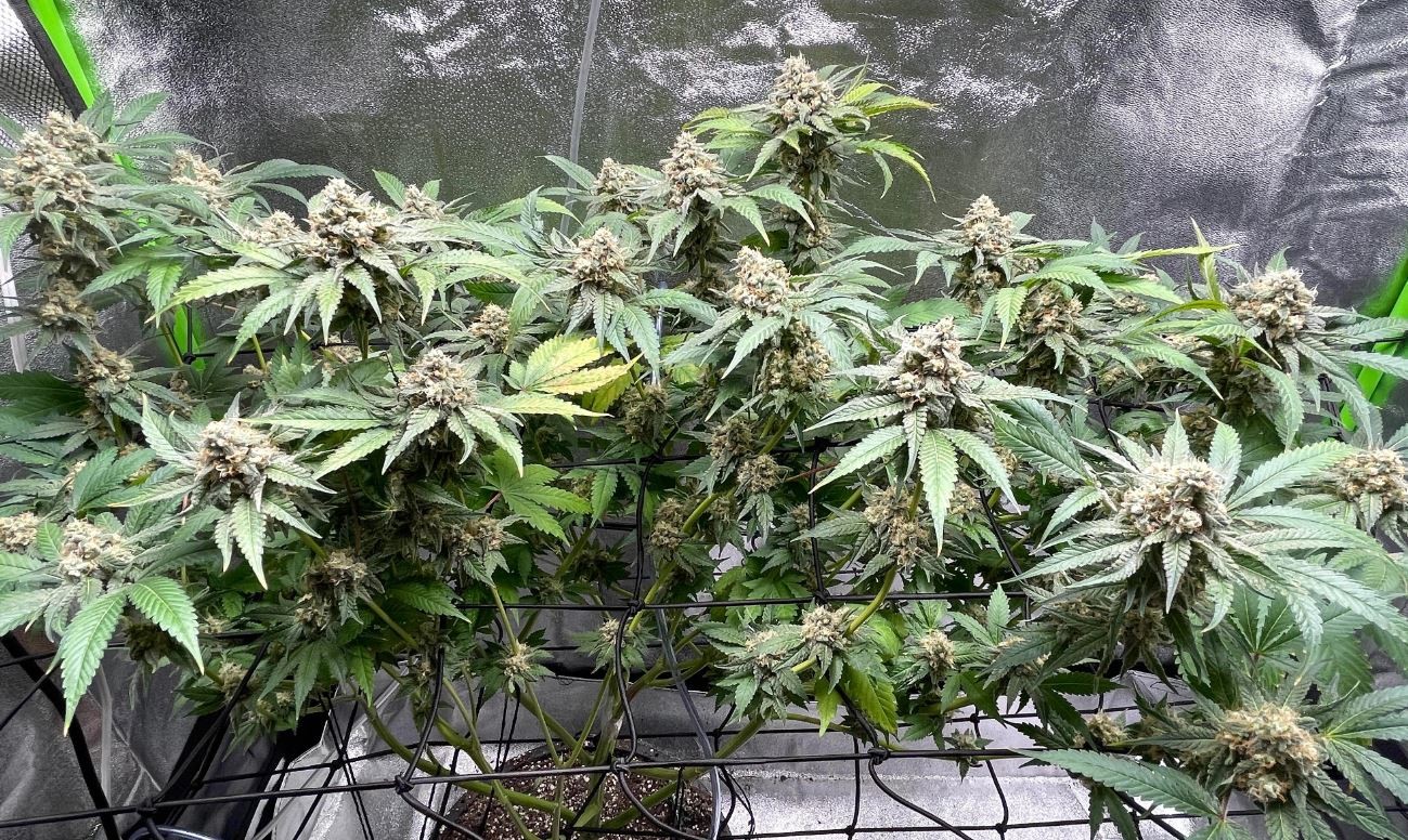 Auto Gdaddy purple