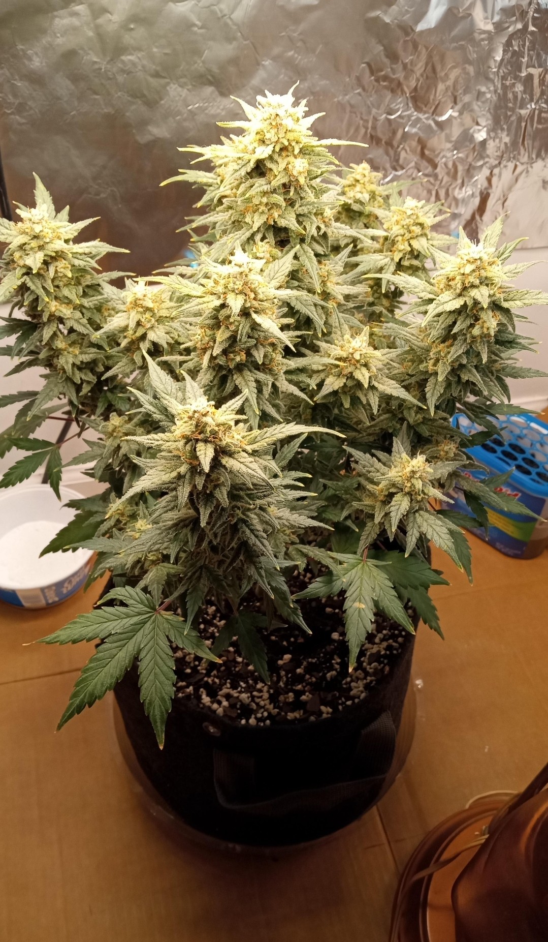 Auto Wedding Cheescake 60 days