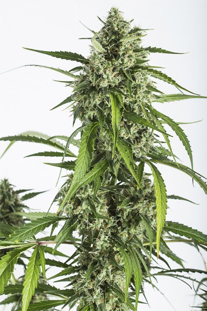 Auto White Widow XXL