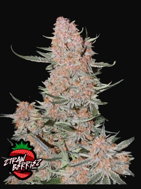 Ztrawberriez Auto