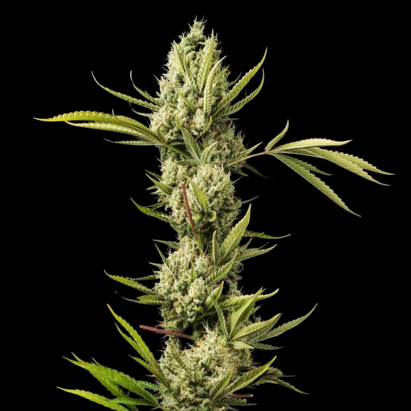 AK 47 Auto