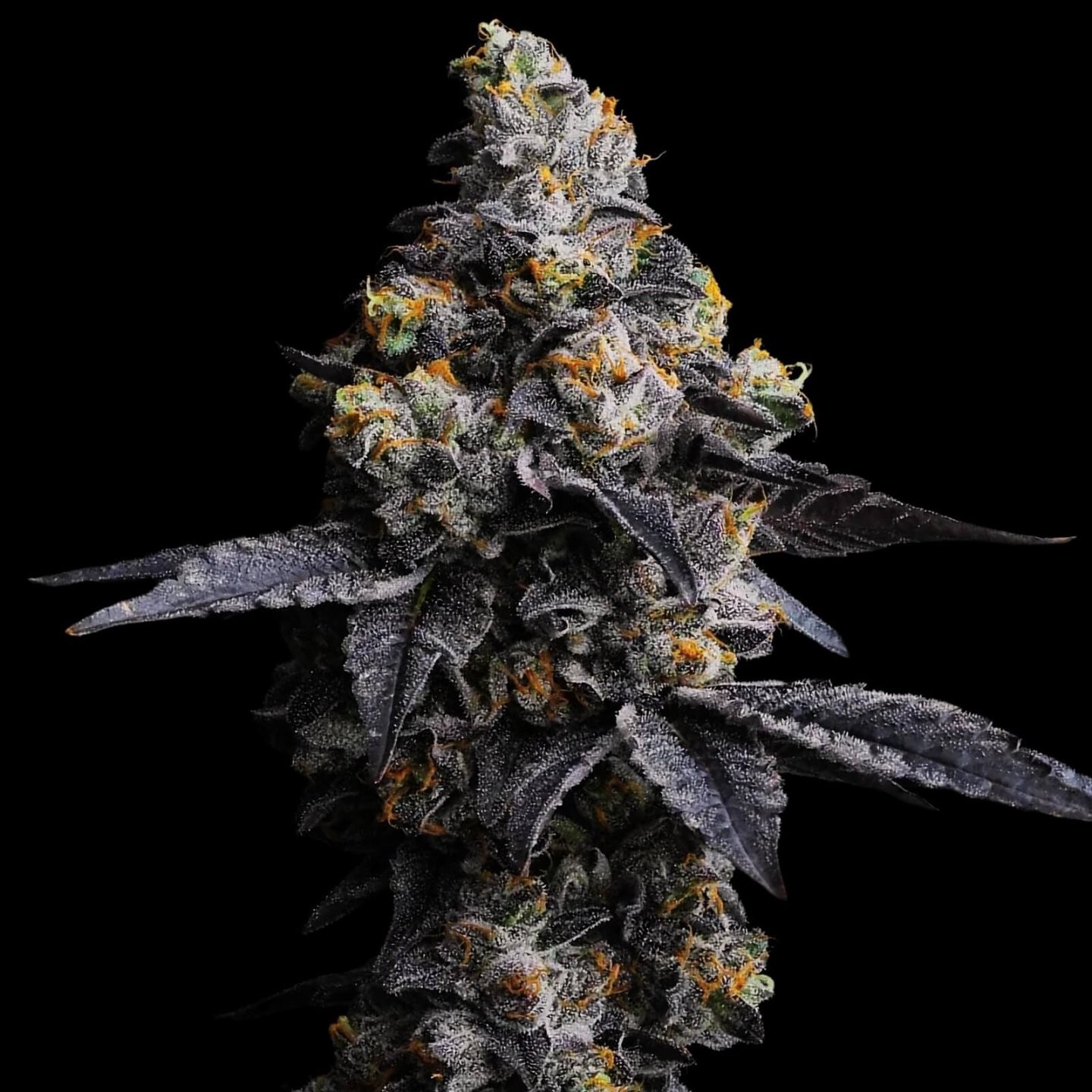 Acai Gelato