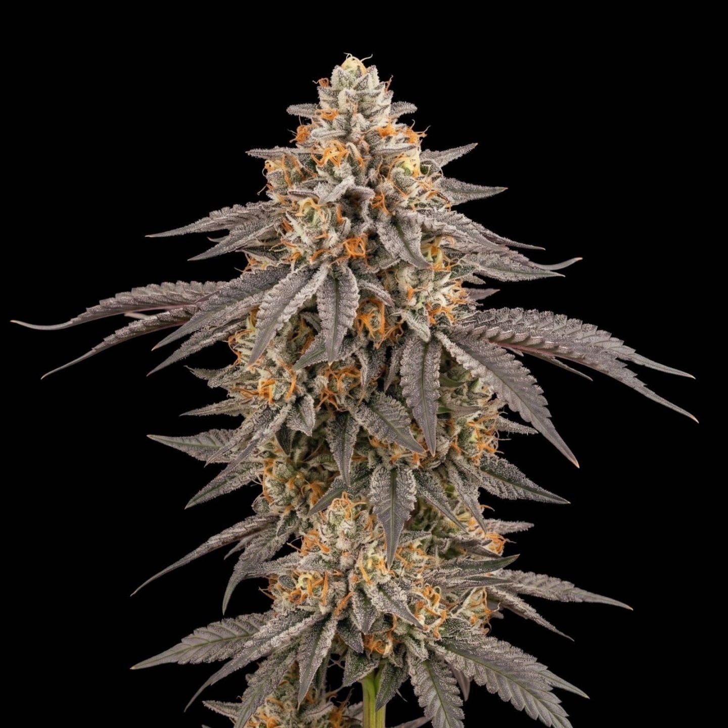 Afghan Kush Auto