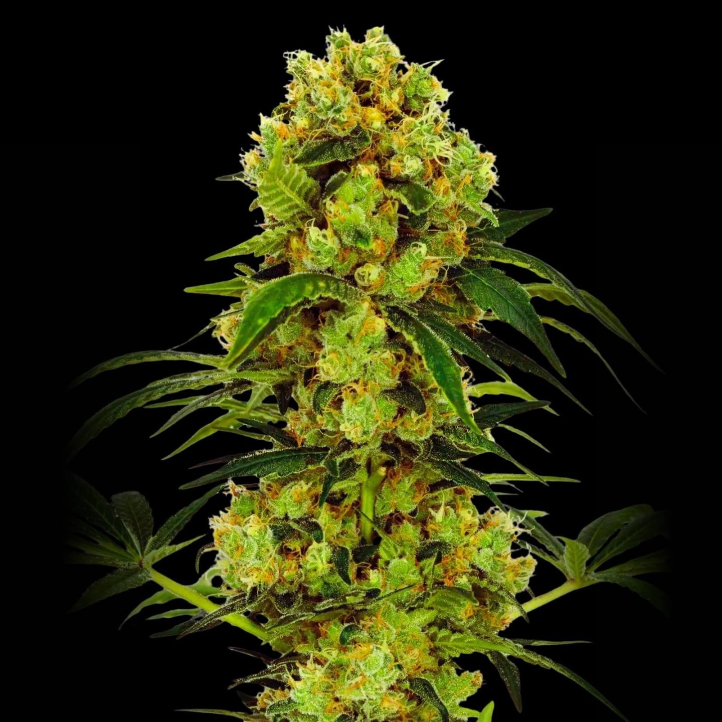 Big Bud