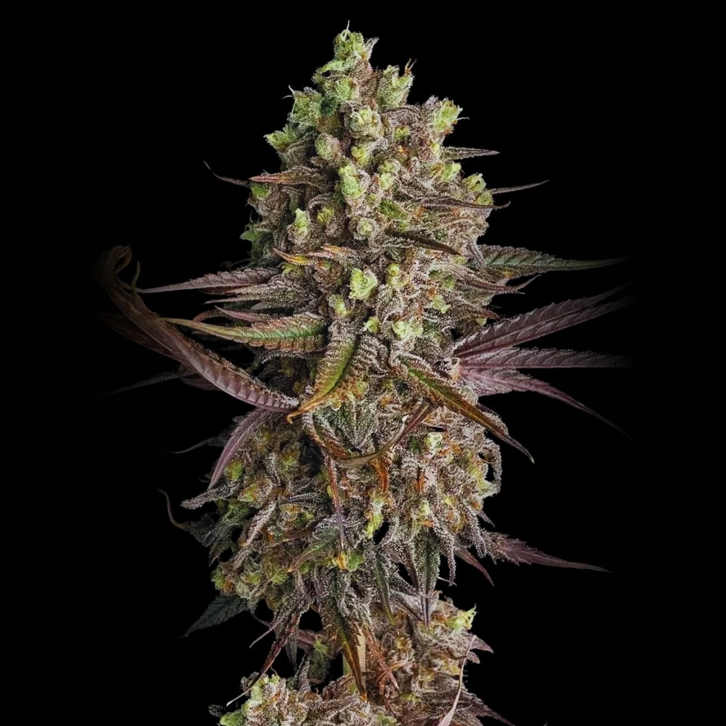 Blue Dream Auto