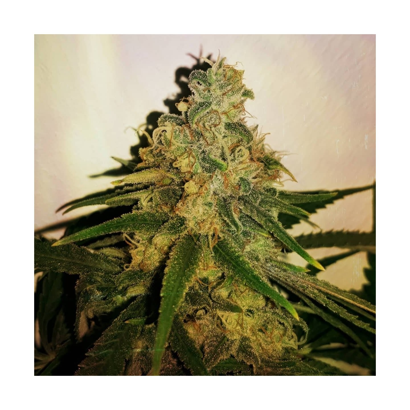 Cannalope Haze