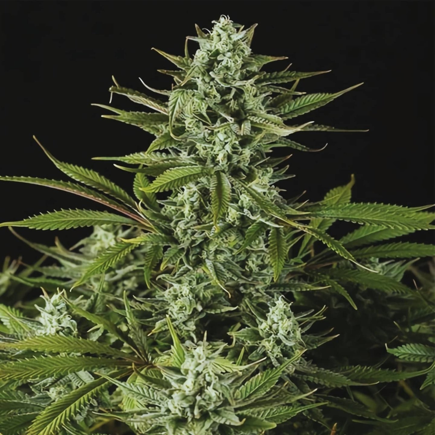 Cheese CBD Auto