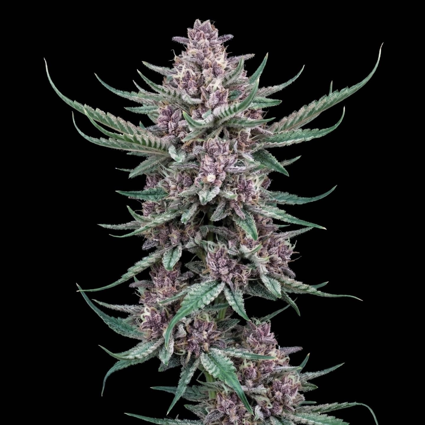 Cherry Punch Auto