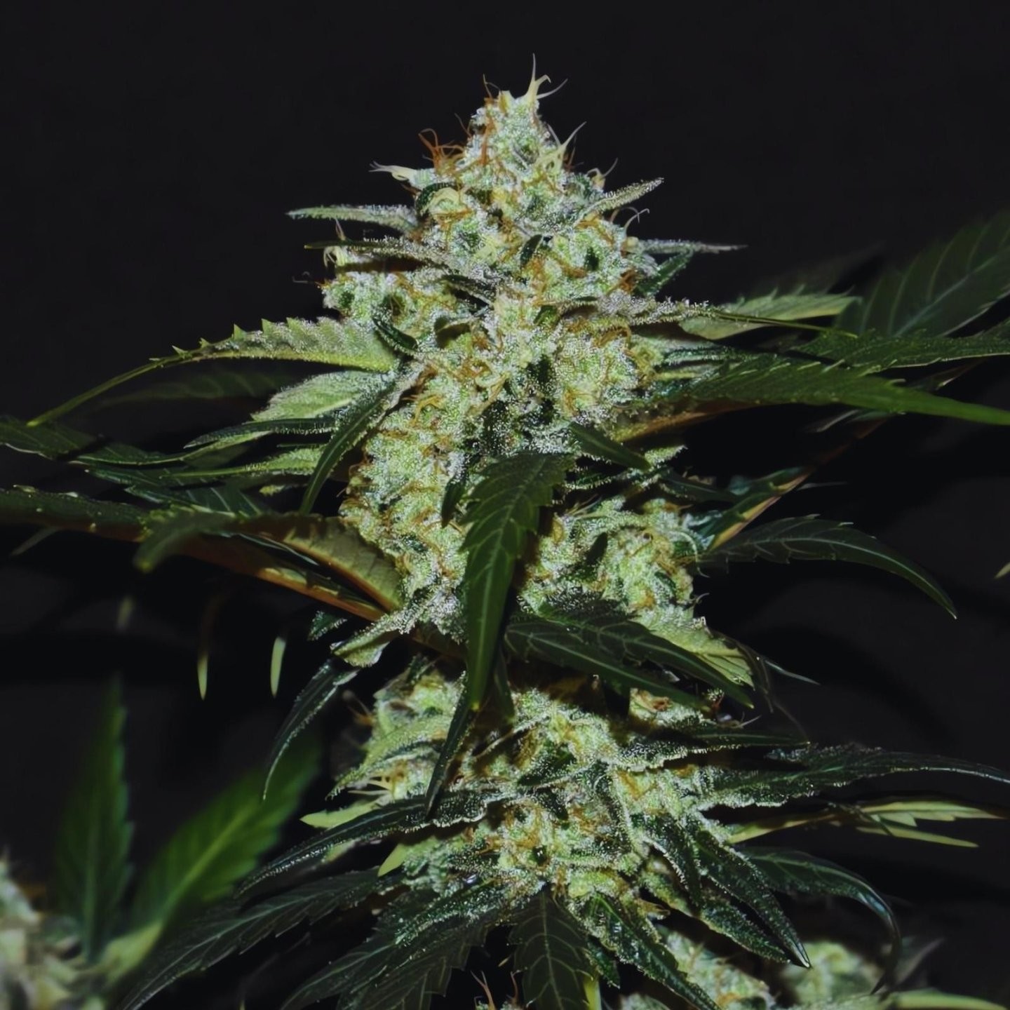 Gelato Runtz