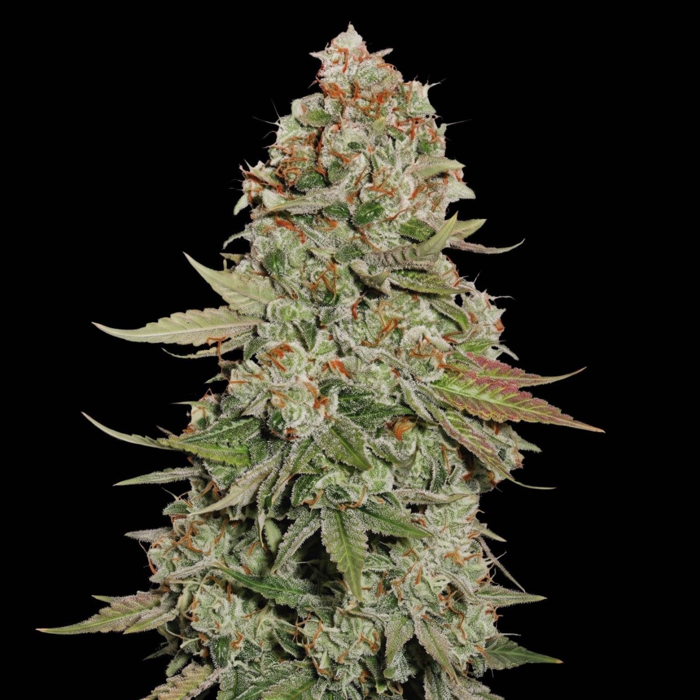 Gorilla Glue 4