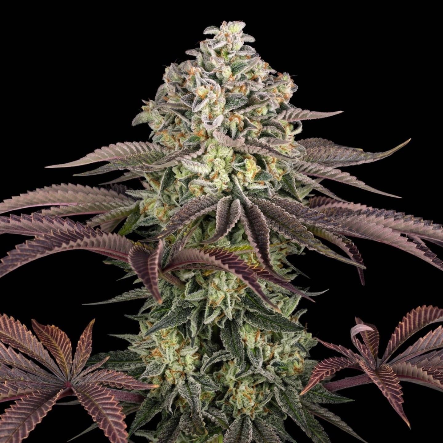 Grandaddy Purple