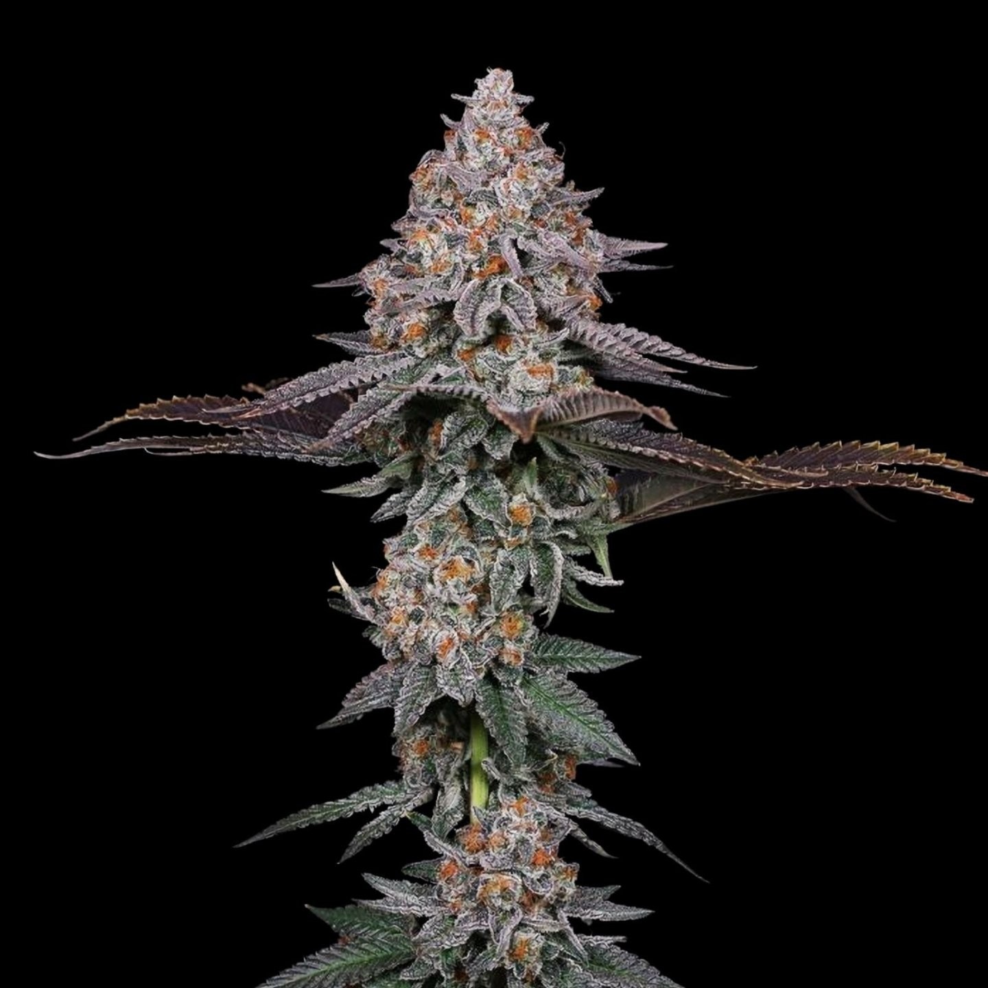 Grape Gas