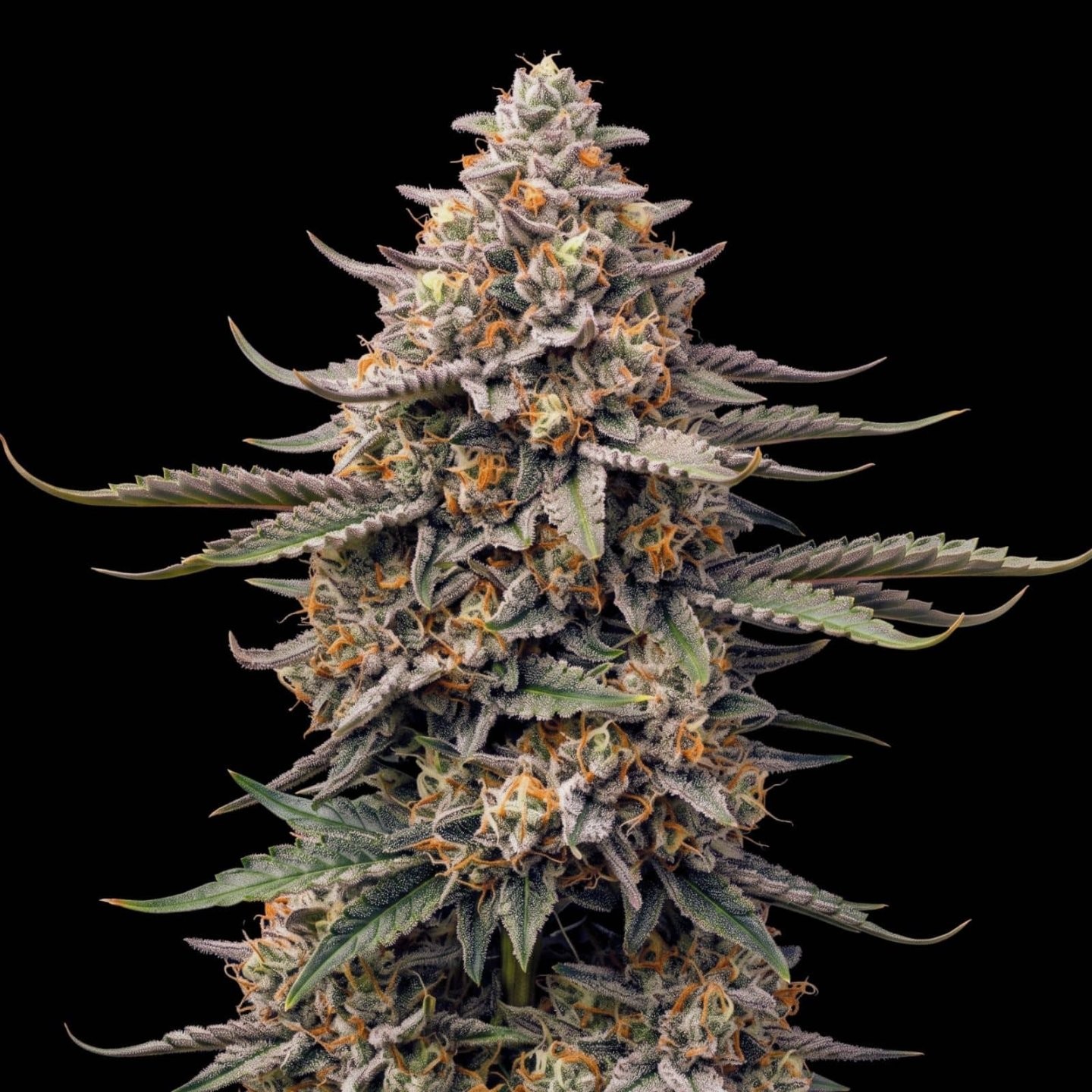 Grapefruit CBD
