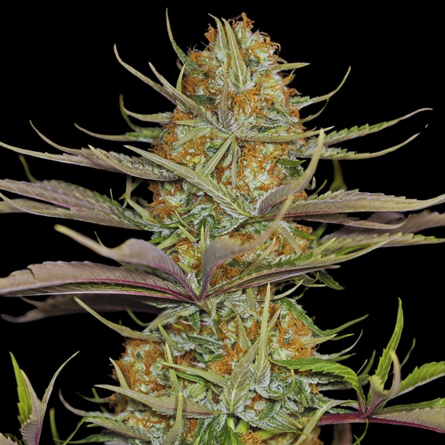 Grapefruit