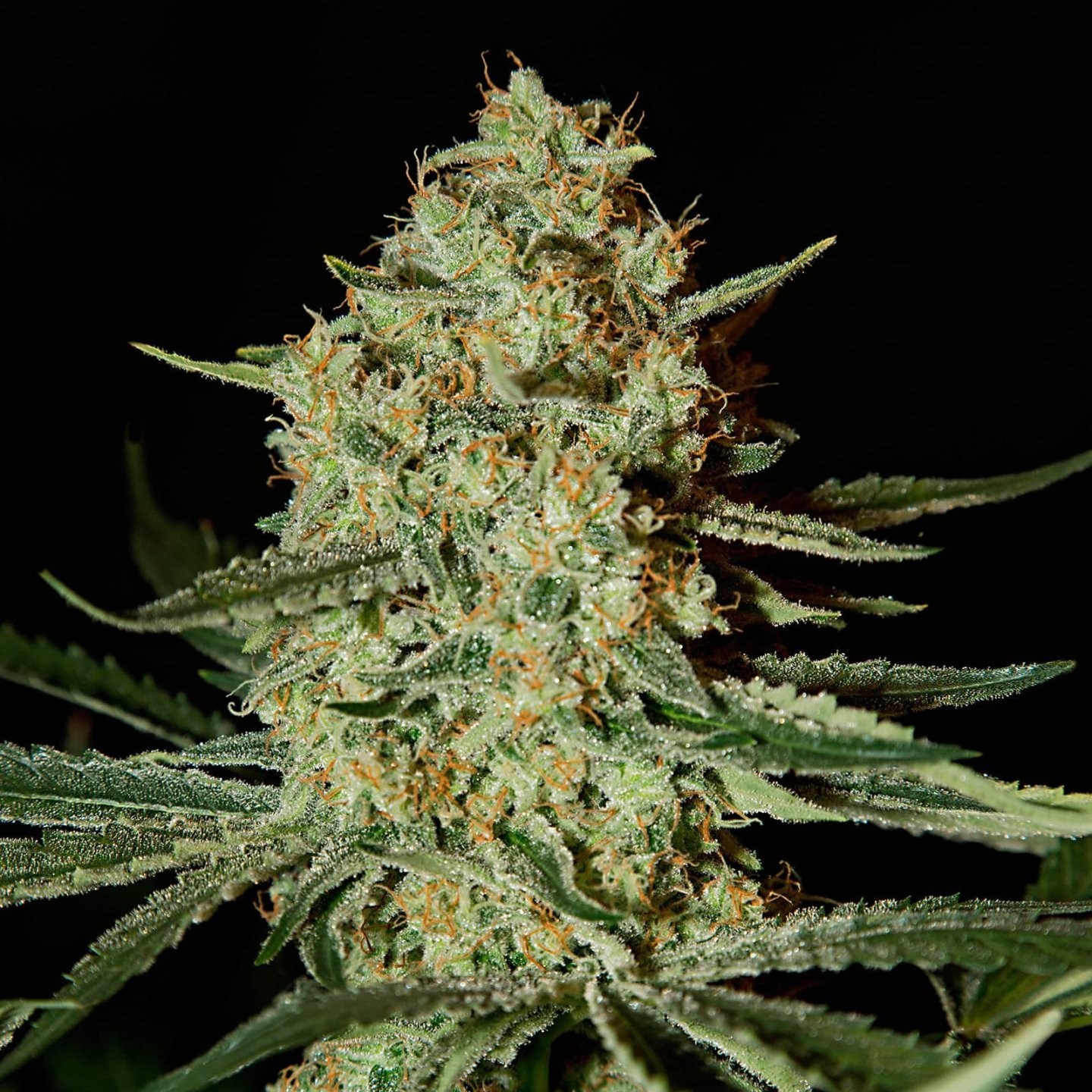 Himalaya Gold