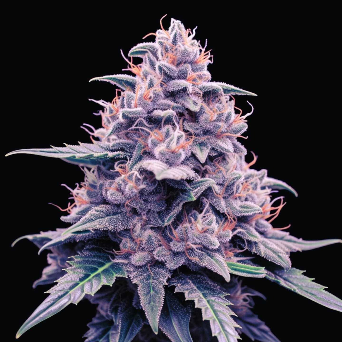 Horchata x OG Kush