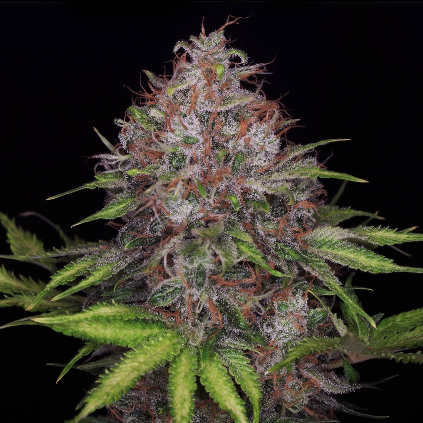 Jack Herer x Black Domina CBD