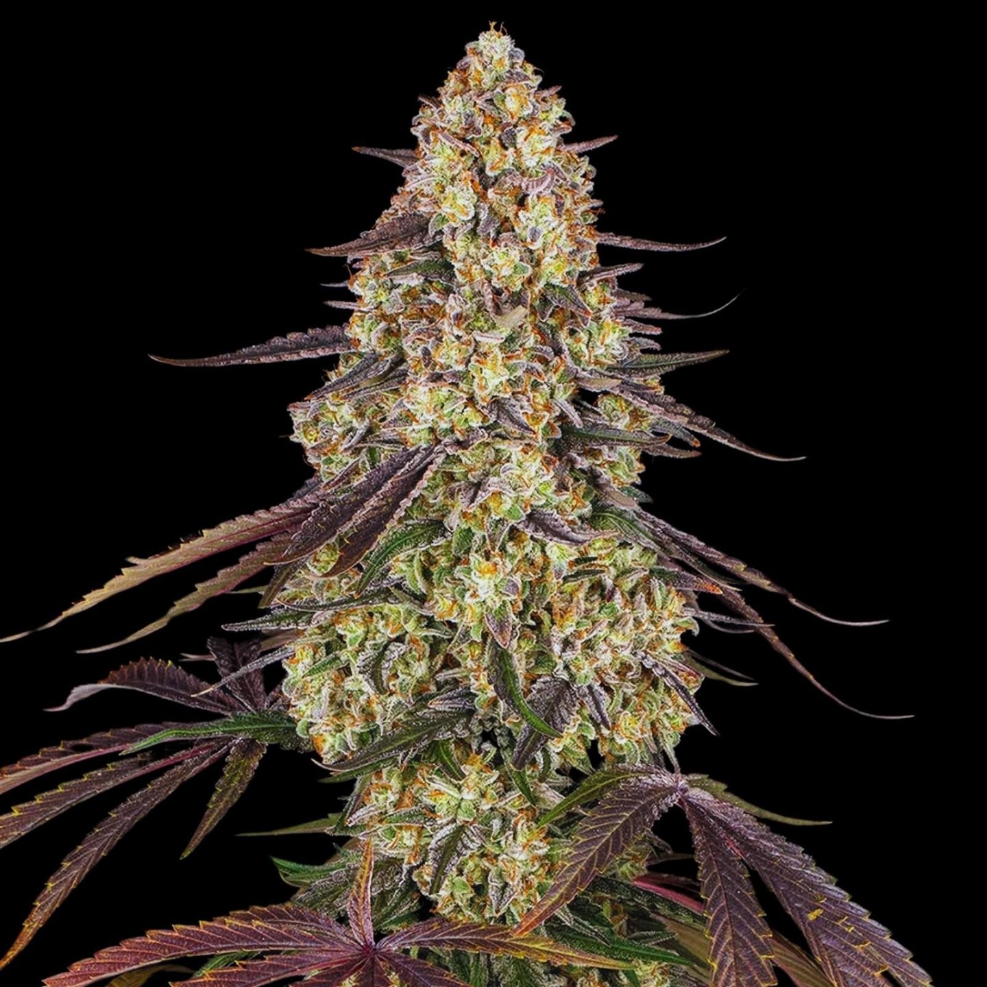 Kush Mintz