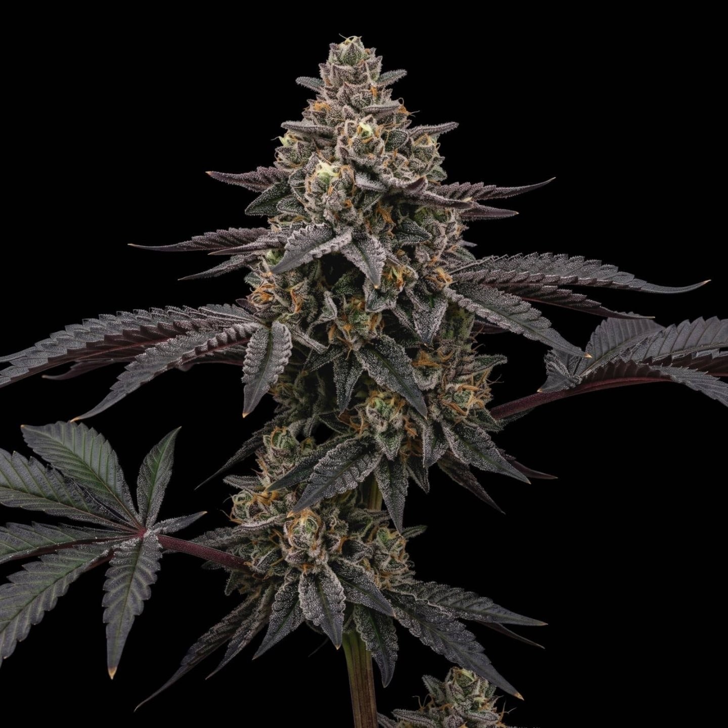L.A. Kush