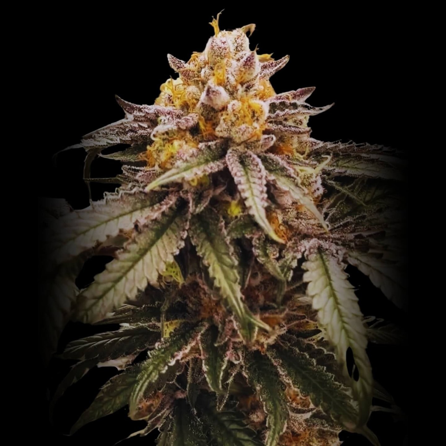 Lemon Acai