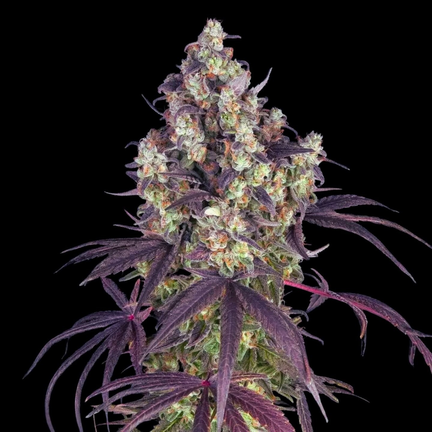 Lemon Cherry Gelato