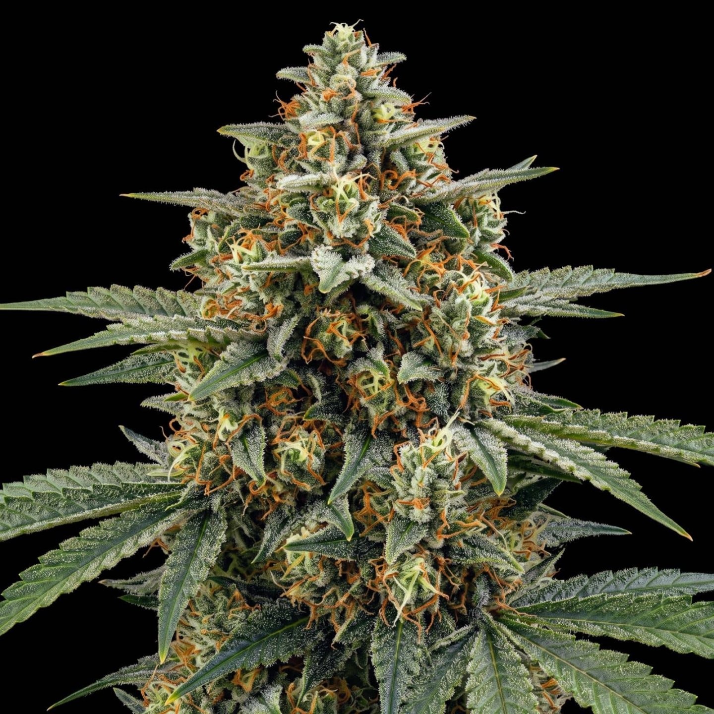 Lemon Skunk Auto