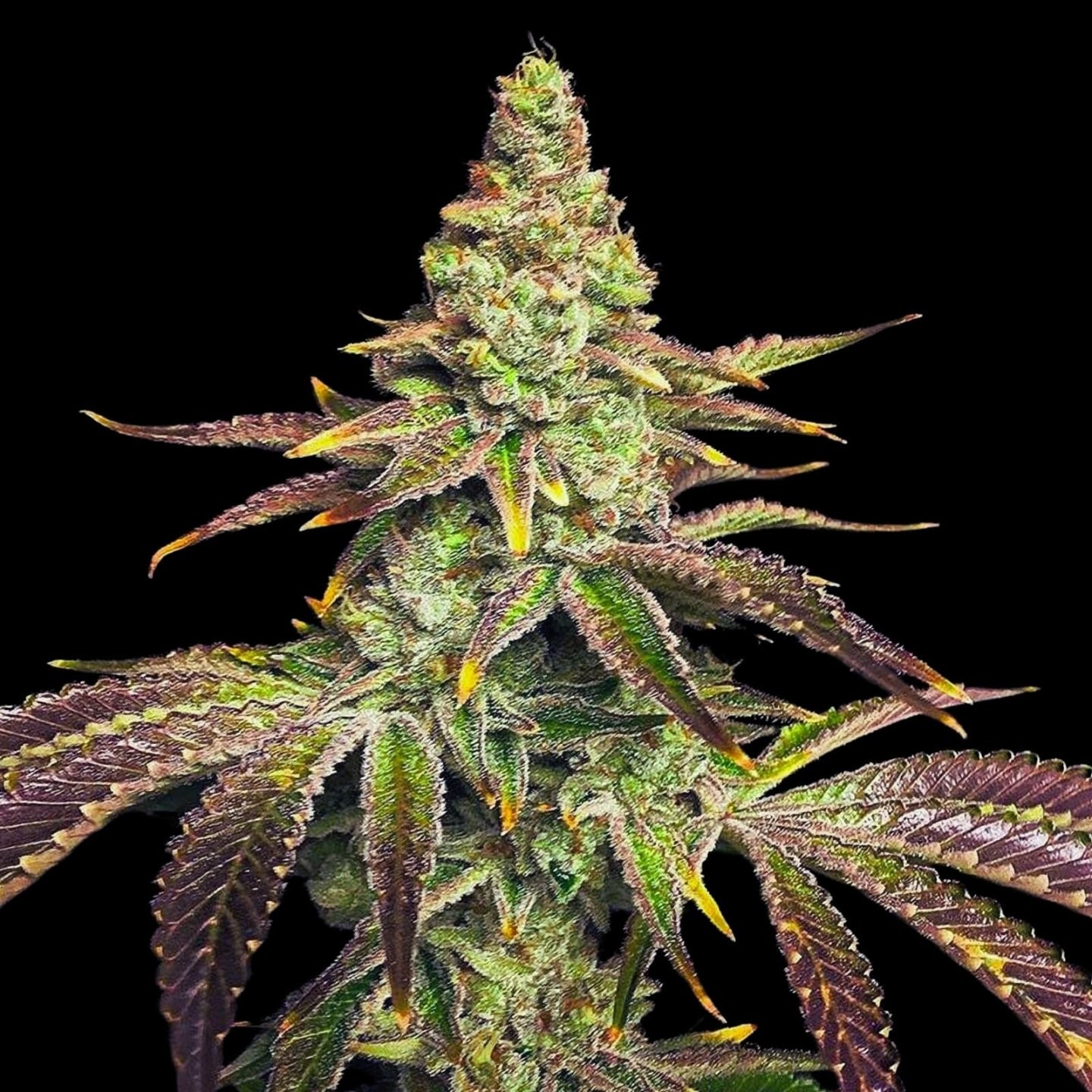 Mint Chocolate Chip