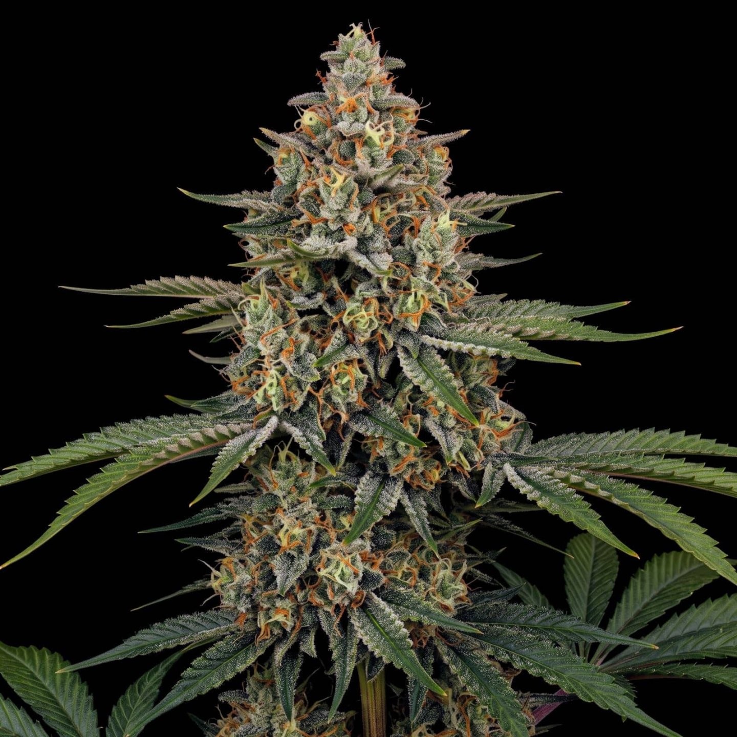 New York Diesel