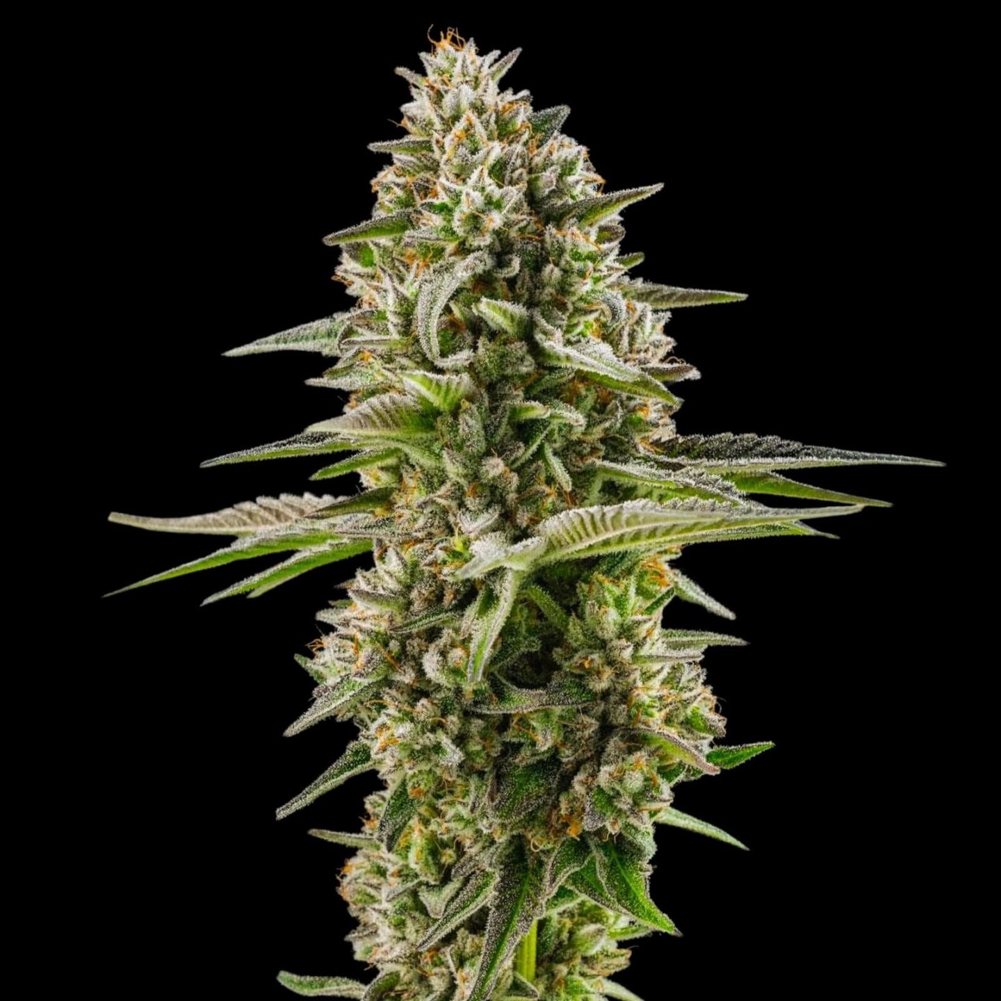 Northern Lights Auto