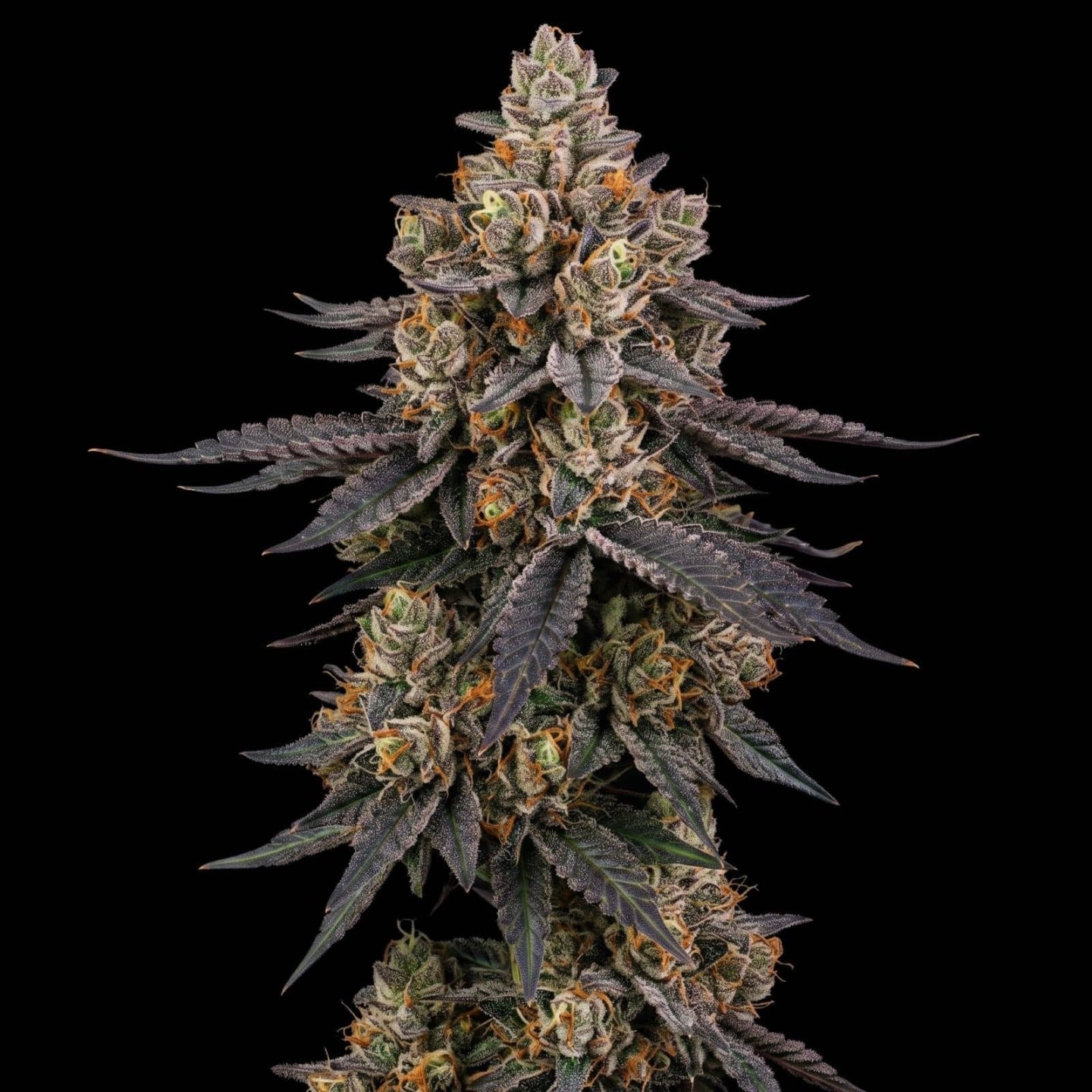 Peanut Butter Breath Auto